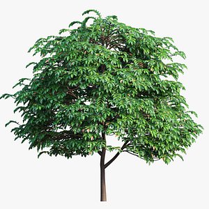 tree 02 3D model