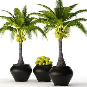 max coconut palm set
