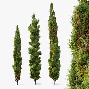 3D model Italian cypress