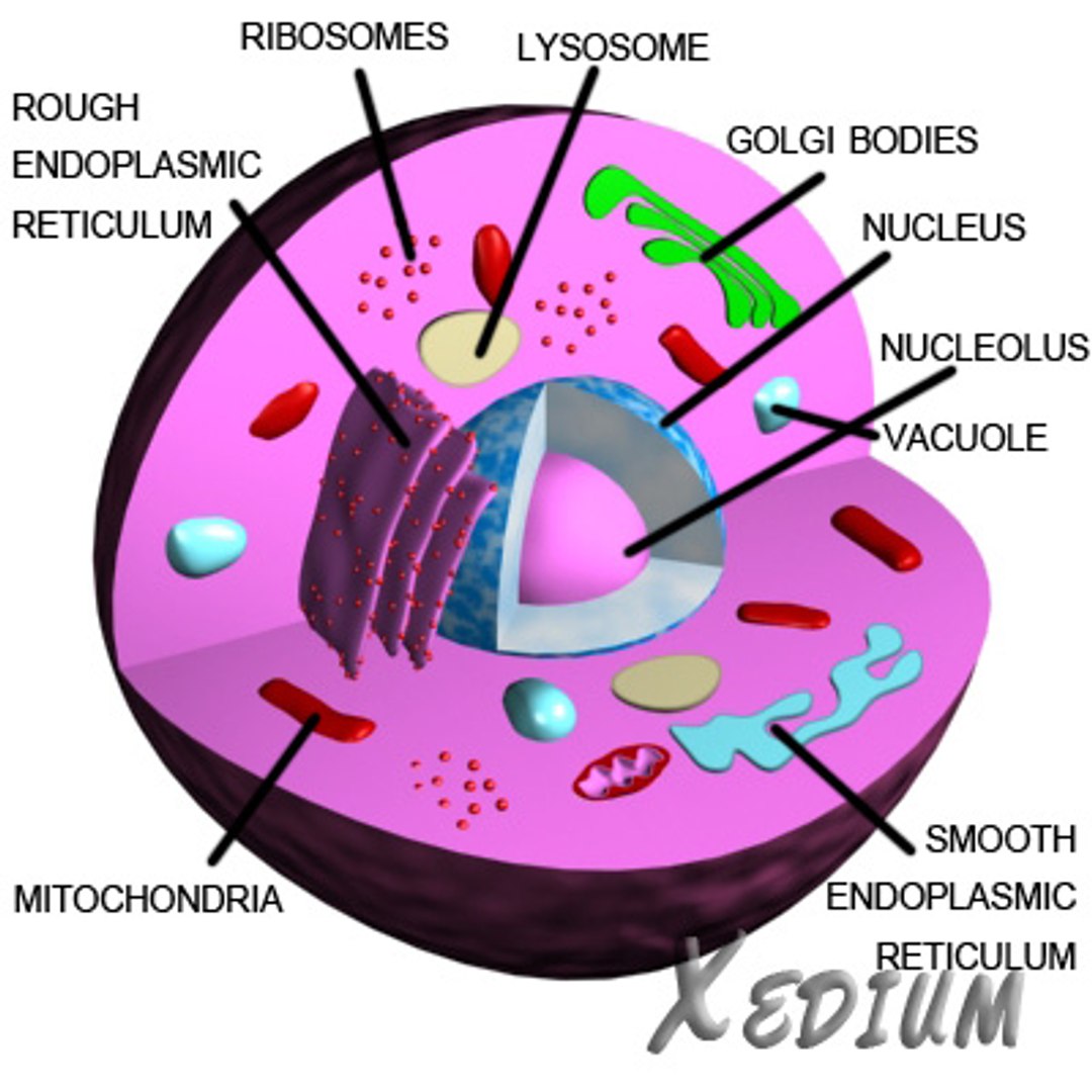 smooth endoplasmic reticulum animal cell