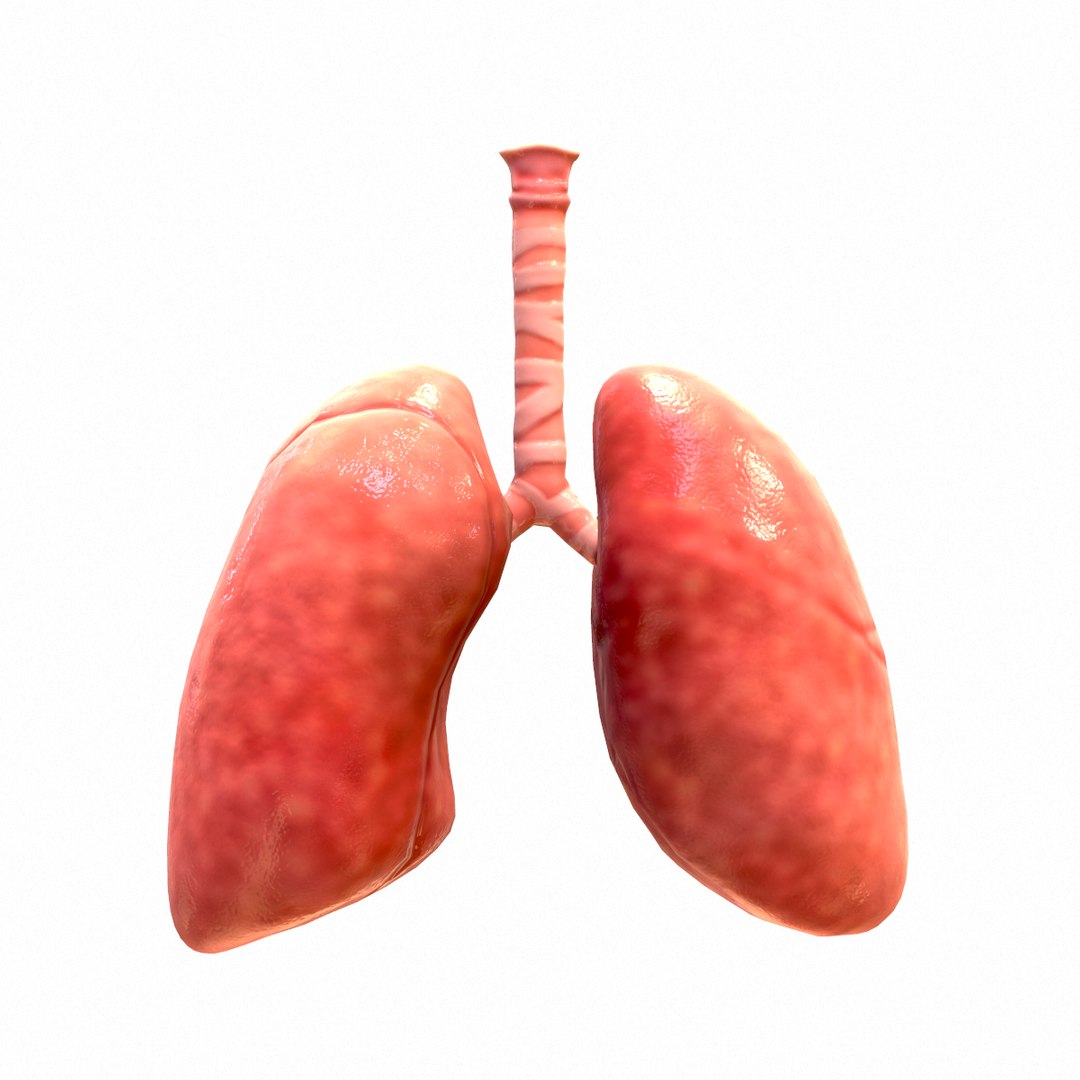 3D Respiratory - TurboSquid 1550636