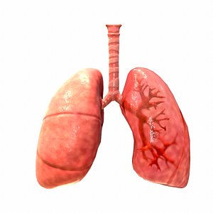 3D respiratory
