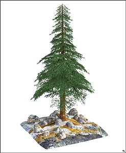 pine tree 3D