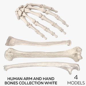 3D Human Arm and Hand Bones Collection White - 4 model