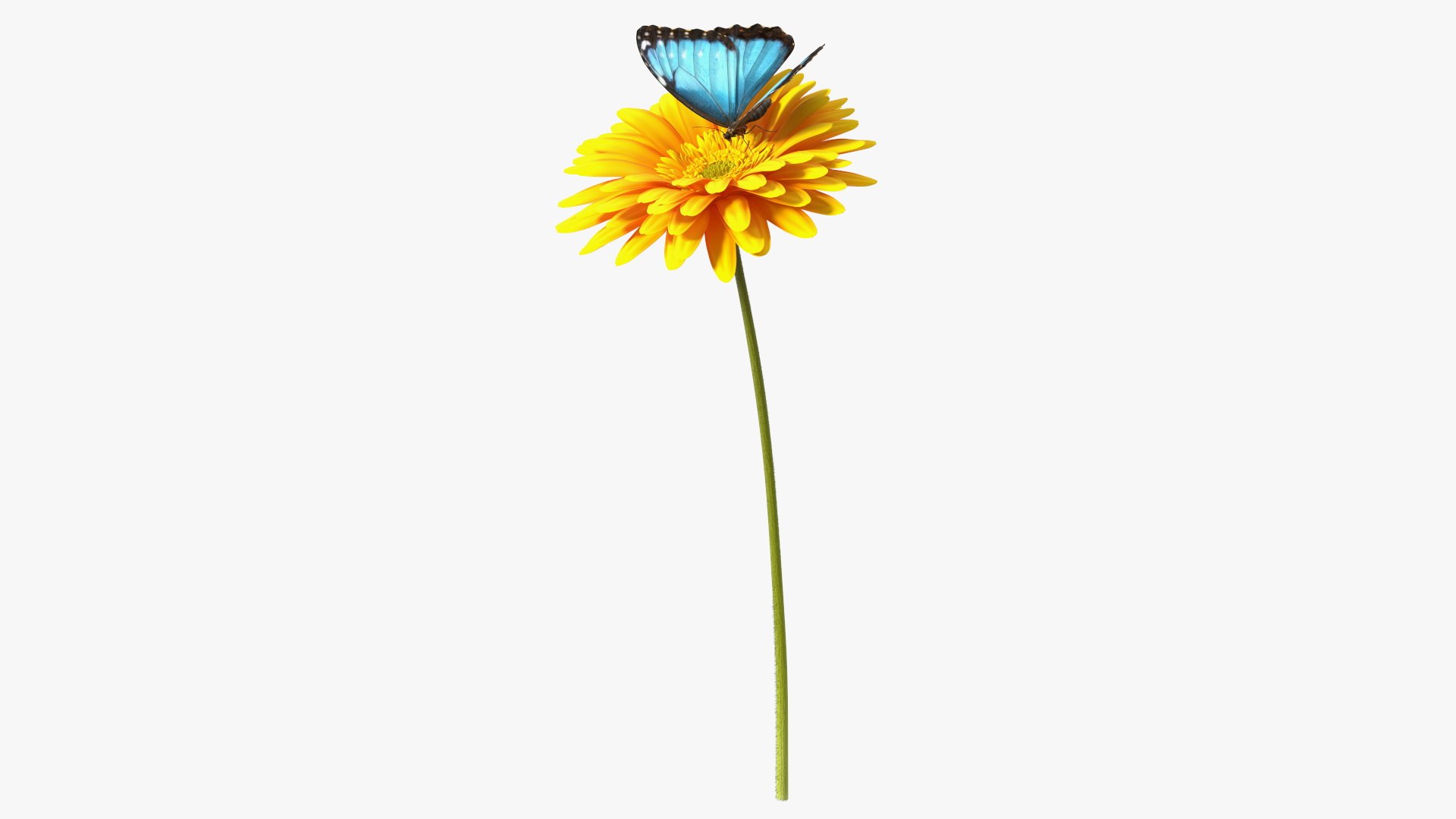 Yellow Gerbera Flower with Emperor Butterfly 3D model preview
