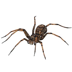 3D Wolf Spider model