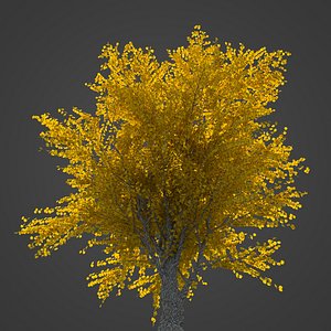 2021 PBR Katsura Tree Collection - Cercidiphyllum Japonicum