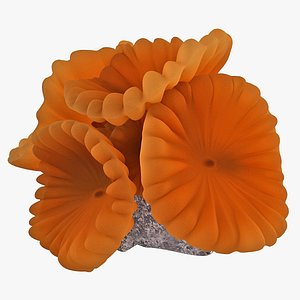Fox Coral