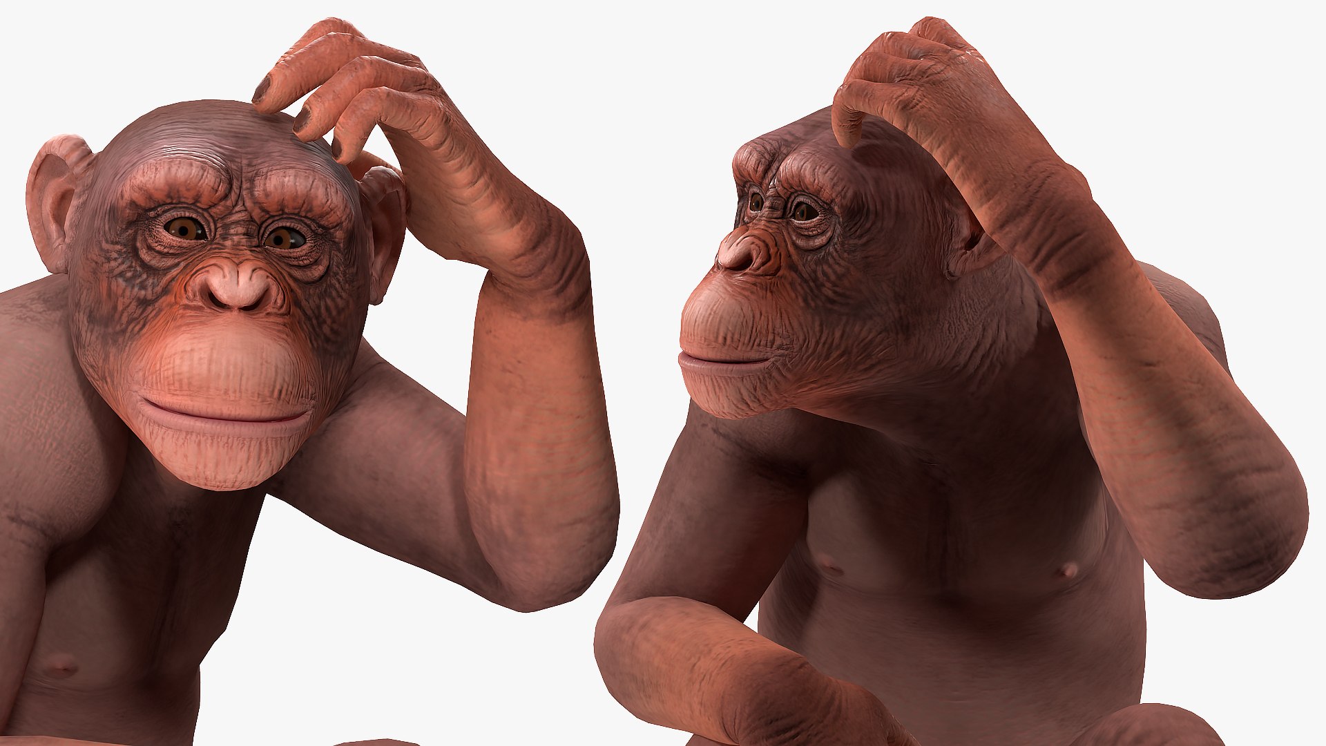 sitting light chimpanzee pan 3D model https://p.turbosquid.com/ts-thumb/du/bvVAmc/7a2pZola/sittinglightchimpanzeemb3dmodel008/jpg/1566206009/1920x1080/fit_q87/d99c48e5a846472b52af9c21a456c478a5cd3bf8/sittinglightchimpanzeemb3dmodel008.jpg