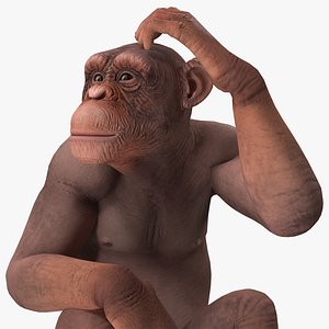 sitting light chimpanzee pan 3D model