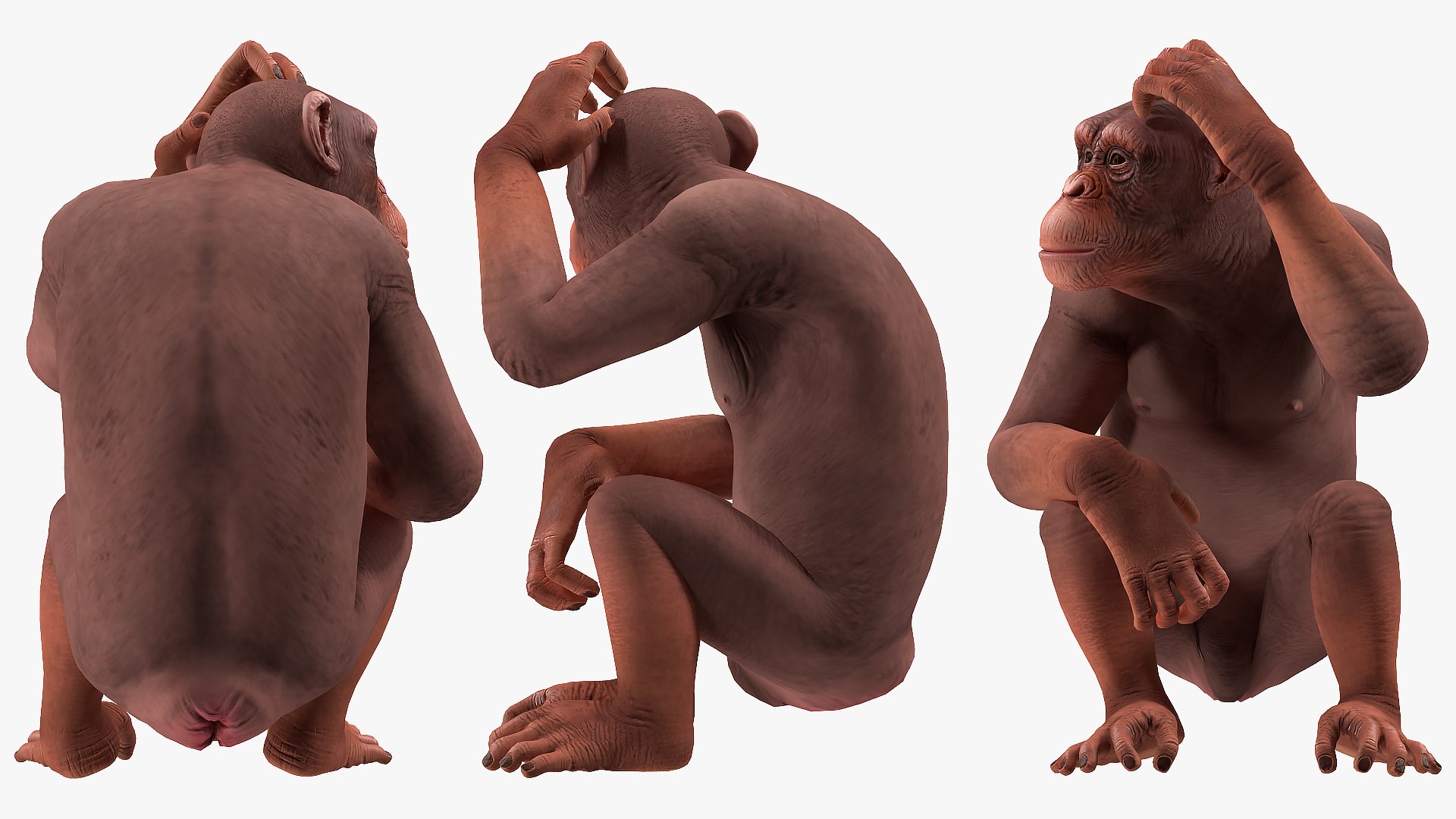 sitting light chimpanzee pan 3D model https://p.turbosquid.com/ts-thumb/du/bvVAmc/S3fCljcI/sittinglightchimpanzeemb3dmodel005/jpg/1566206008/1920x1080/fit_q87/9b8c65b5a99749a551877cfdcb0d94c2fee5cd4d/sittinglightchimpanzeemb3dmodel005.jpg