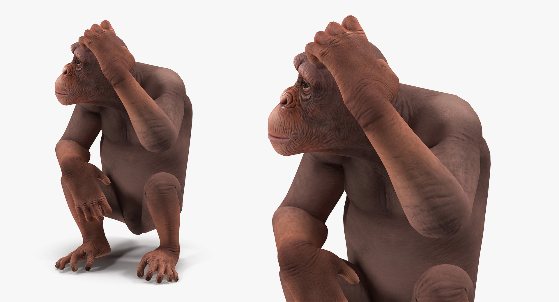 sitting light chimpanzee pan 3D model https://p.turbosquid.com/ts-thumb/du/bvVAmc/YTsFq2Ca/sitting_light_chimpanzee_360/jpg/1566206218/1920x1080/turn_fit_q99/52702ce643a27a9e9129cbed32617674bbcda14c/sitting_light_chimpanzee_360-1.jpg
