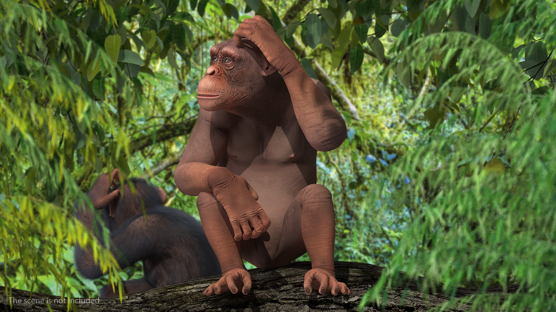 sitting light chimpanzee pan 3D model https://p.turbosquid.com/ts-thumb/du/bvVAmc/baOd47rp/sittinglightchimpanzeemb3dmodel002/jpg/1566206006/1920x1080/fit_q87/9febc2b2b06363588b6d06cf57e55aceeff4f430/sittinglightchimpanzeemb3dmodel002.jpg