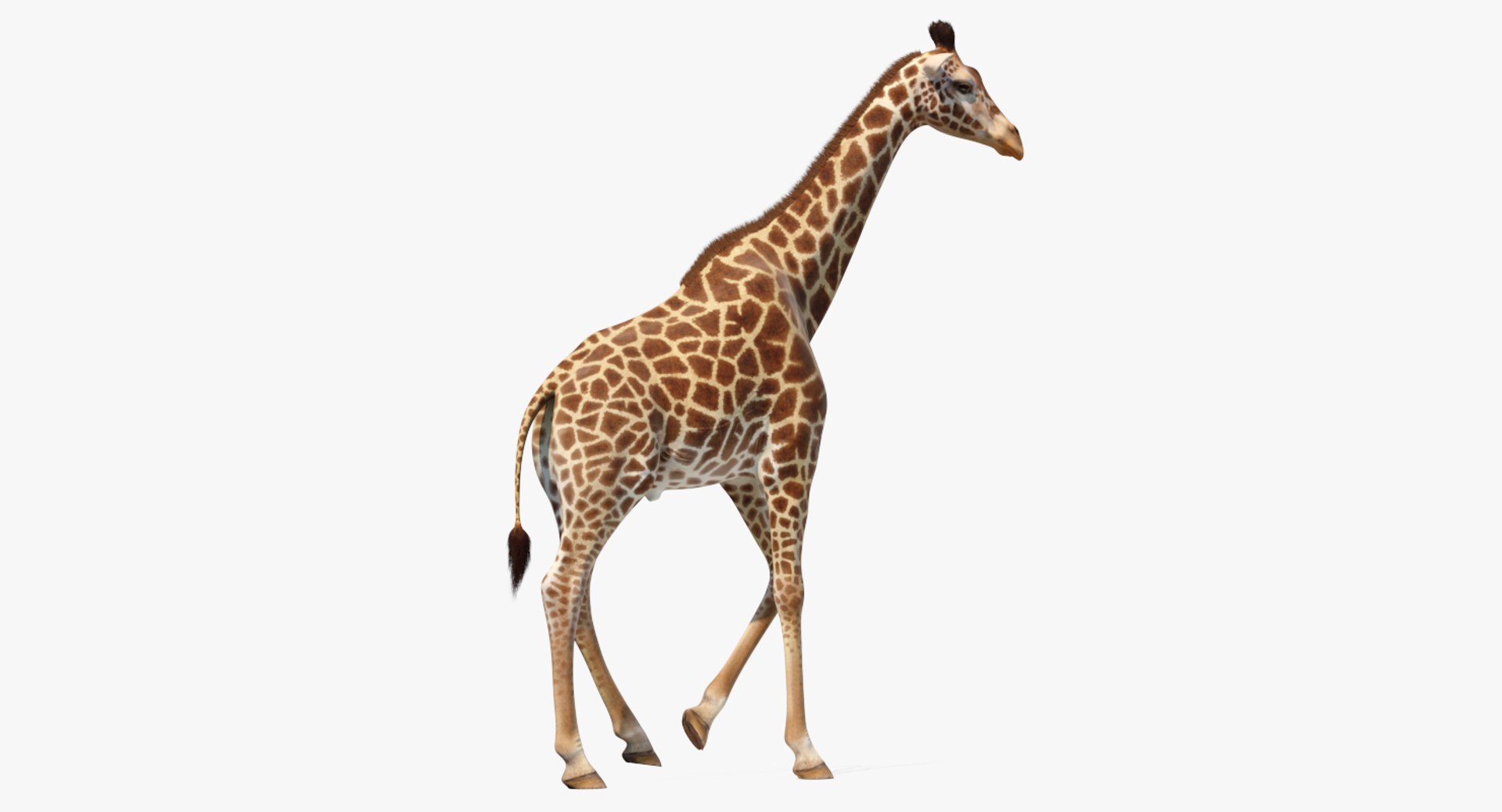 Giraffe Walking Pose Fur 3D Model 3D model preview
