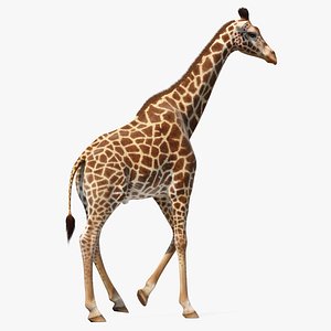 Giraffe Walking Pose Fur 3D Model