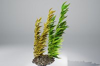 Kelp bush