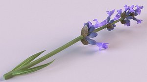 lavender flowers spices blue 3D model