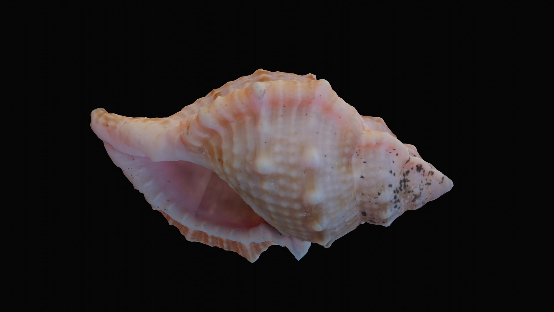 shell sea angular 3D model https://p.turbosquid.com/ts-thumb/du/qnsQO8/8s2HuLy1/1601236475667_turntable_1_blackbg/png/1601330114/1920x1080/fit_q87/5e1c58d5023338937f3193b7838db499eec73bc0/1601236475667_turntable_1_blackbg.jpg