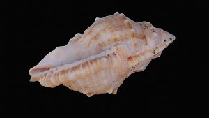 shell sea angular 3D model