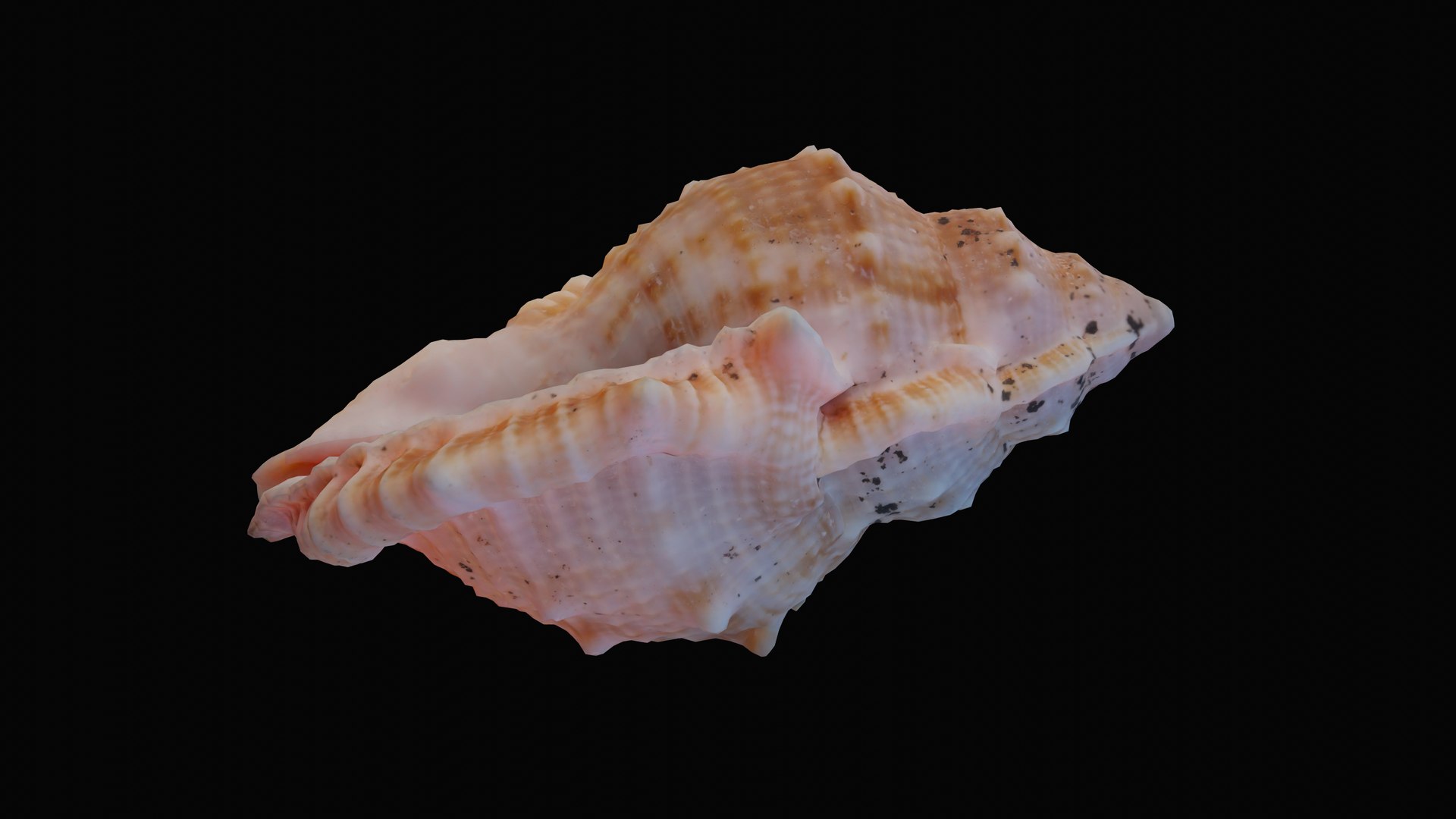 shell sea angular 3D model https://p.turbosquid.com/ts-thumb/du/qnsQO8/JLr4KRkD/1601236683702_turntable_5_blackbg/png/1601330083/1920x1080/fit_q87/e064e03c9d6fc875e7ba3dbf017db9e400411b00/1601236683702_turntable_5_blackbg.jpg