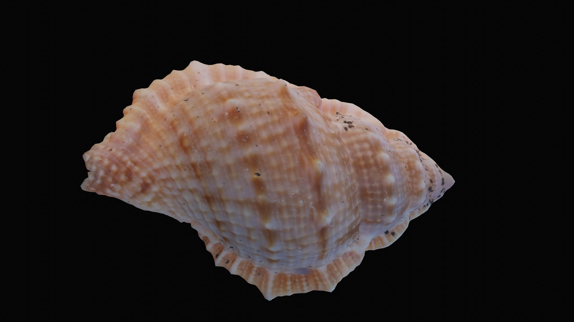 shell sea angular 3D model https://p.turbosquid.com/ts-thumb/du/qnsQO8/LbsH0V1V/1601236571149_turntable_3_blackbg/png/1601330106/1920x1080/fit_q87/f539a1d659c86cce1d0fe0d2f53851783f9f53cc/1601236571149_turntable_3_blackbg.jpg