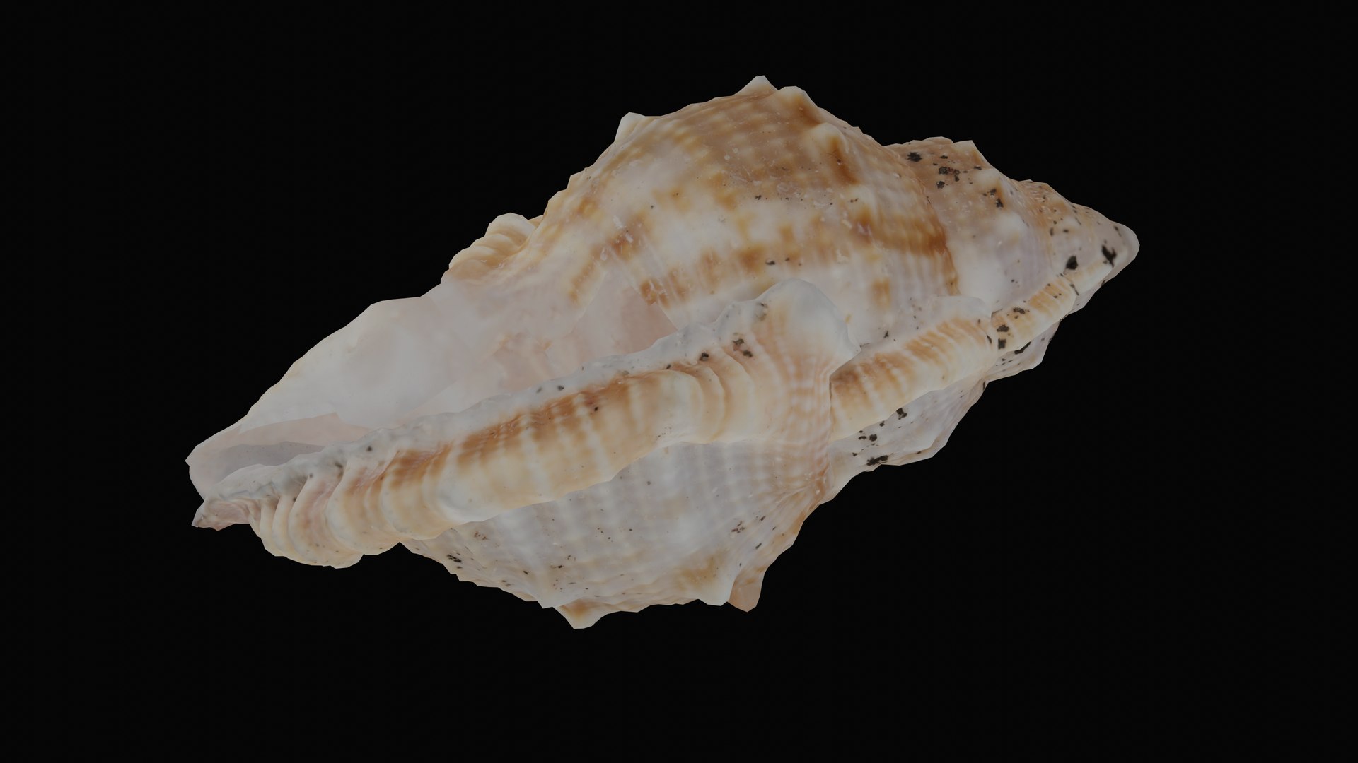 shell sea angular 3D model https://p.turbosquid.com/ts-thumb/du/qnsQO8/h9DucD23/1601236320608_basecolor_blackbg/png/1601330024/1920x1080/fit_q87/f39da2df19a22a3ba8ffa333f524e04c89fdc3bb/1601236320608_basecolor_blackbg.jpg