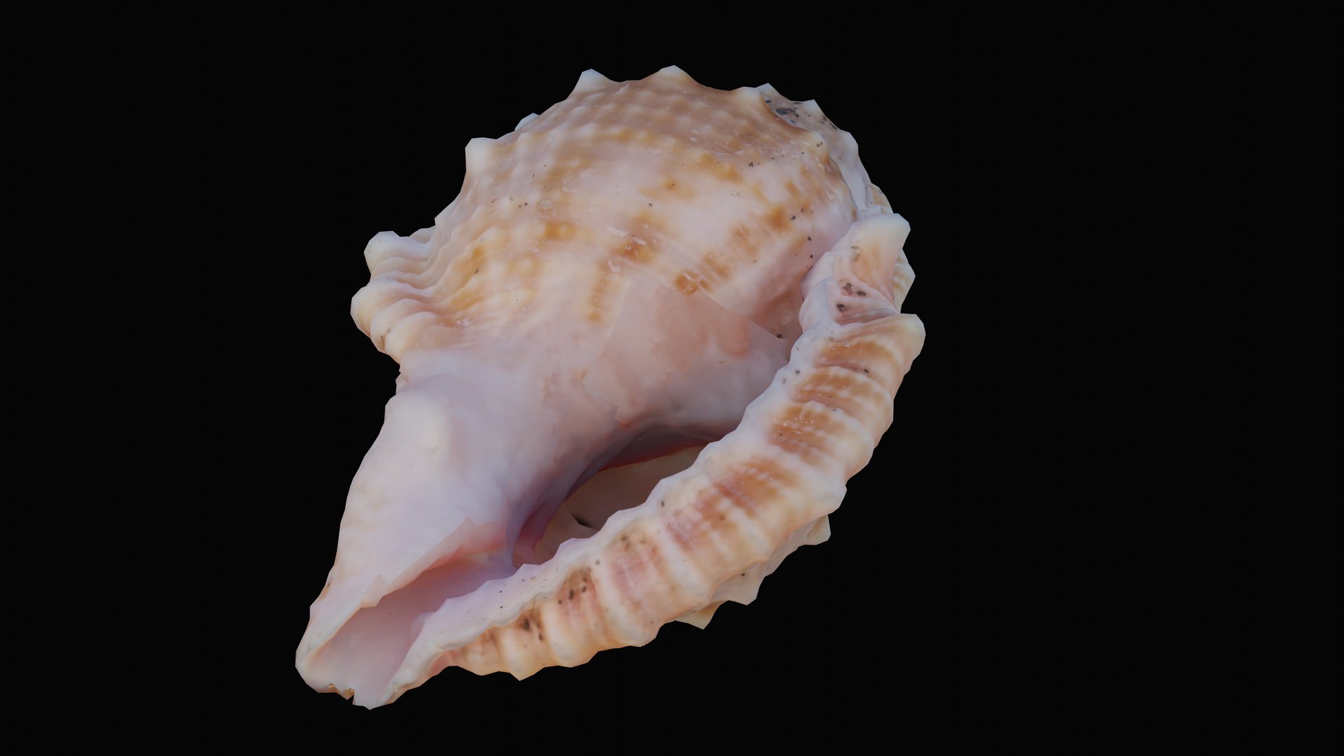 shell sea angular 3D model https://p.turbosquid.com/ts-thumb/du/qnsQO8/wFEmEWCU/1601236018227_turntable_1_blackbg/png/1601330077/1920x1080/fit_q87/ffff336bffee38acdda00cb71c2b966c03dfe746/1601236018227_turntable_1_blackbg.jpg