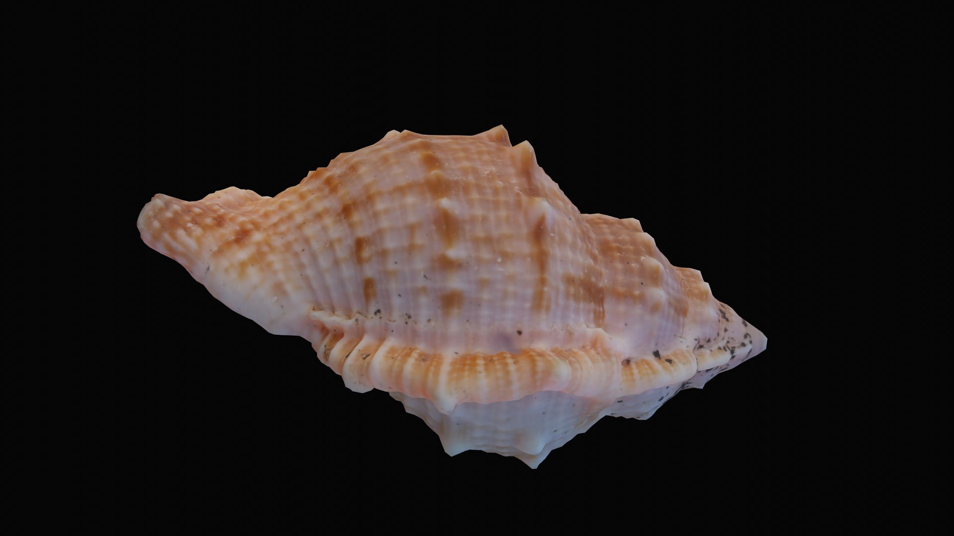 shell sea angular 3D model https://p.turbosquid.com/ts-thumb/du/qnsQO8/xCTGosg1/1601236523073_turntable_2_blackbg/png/1601330105/1920x1080/fit_q87/8e42636326e33dafc96f5527cbda9966722175c7/1601236523073_turntable_2_blackbg.jpg