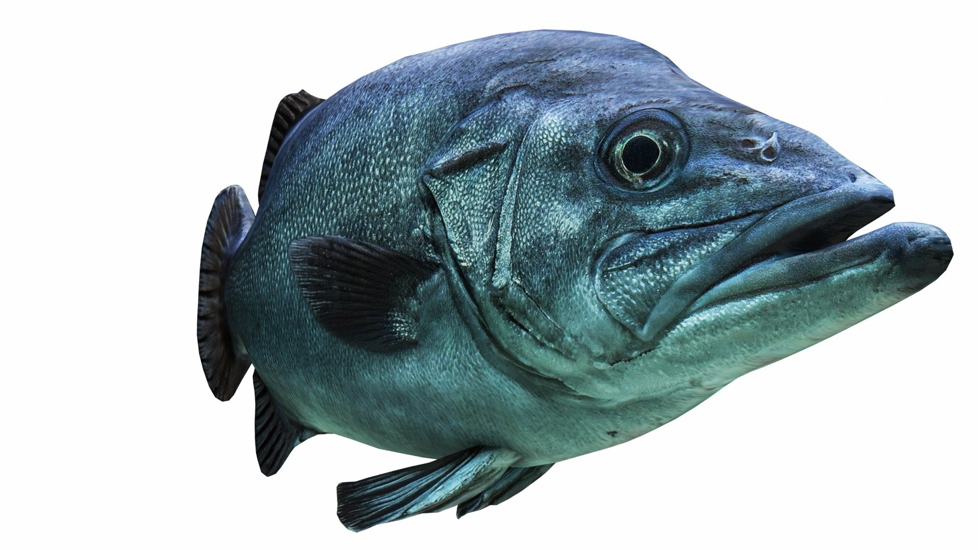 Fish Collection 3D https://p.turbosquid.com/ts-thumb/dv/0k8RlX/1y/images0_view05/jpg/1630990048/1920x1080/fit_q87/b52c8372559adb60e447d93aa97dca13d4dfae1c/images0_view05.jpg