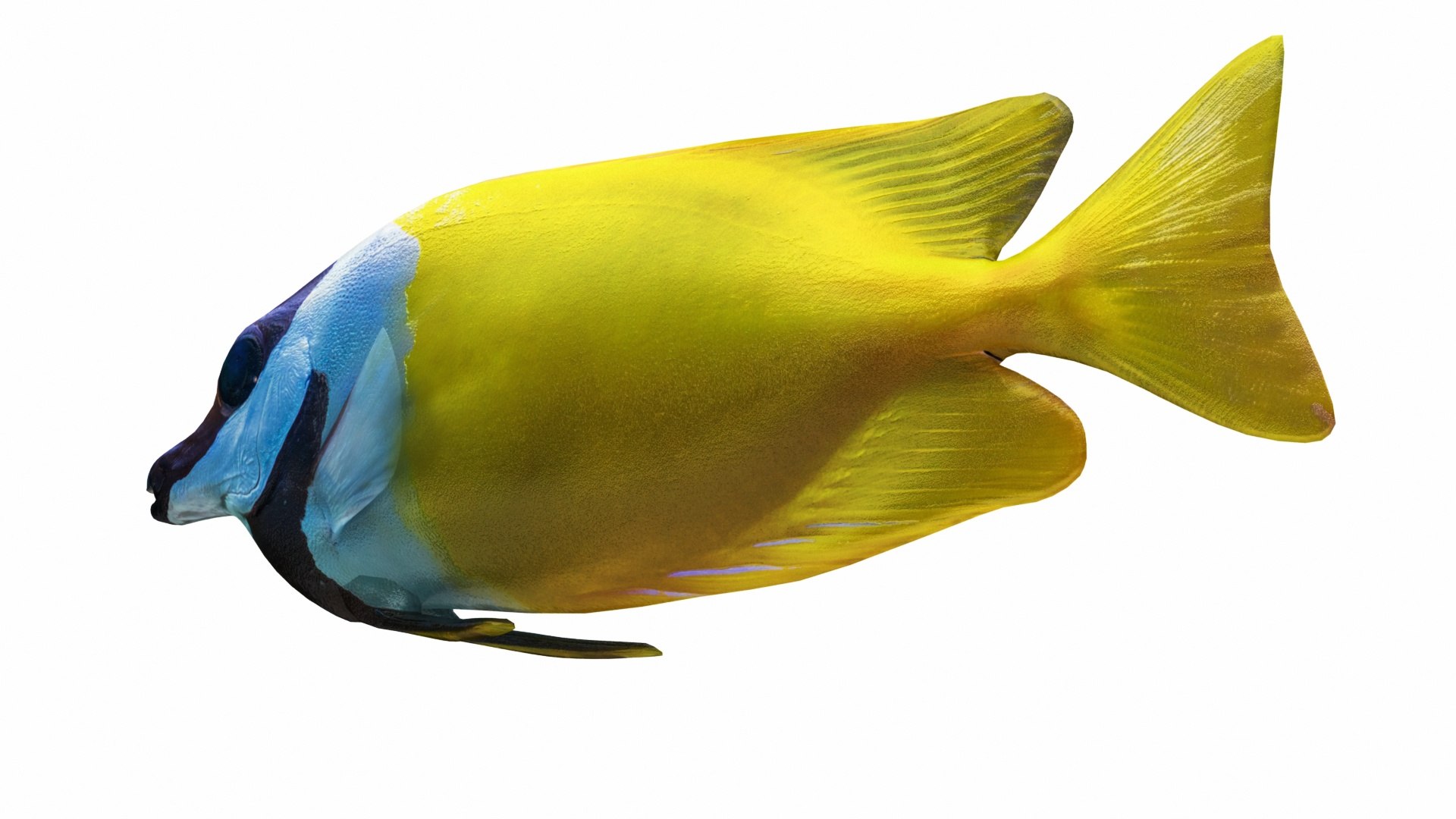 Fish Collection 3D https://p.turbosquid.com/ts-thumb/dv/0k8RlX/8q/siganusvulpinus3/jpg/1630990164/1920x1080/fit_q87/574084d13f8d4a3cecdae5a8c8bc52f67d9d16a2/siganusvulpinus3.jpg
