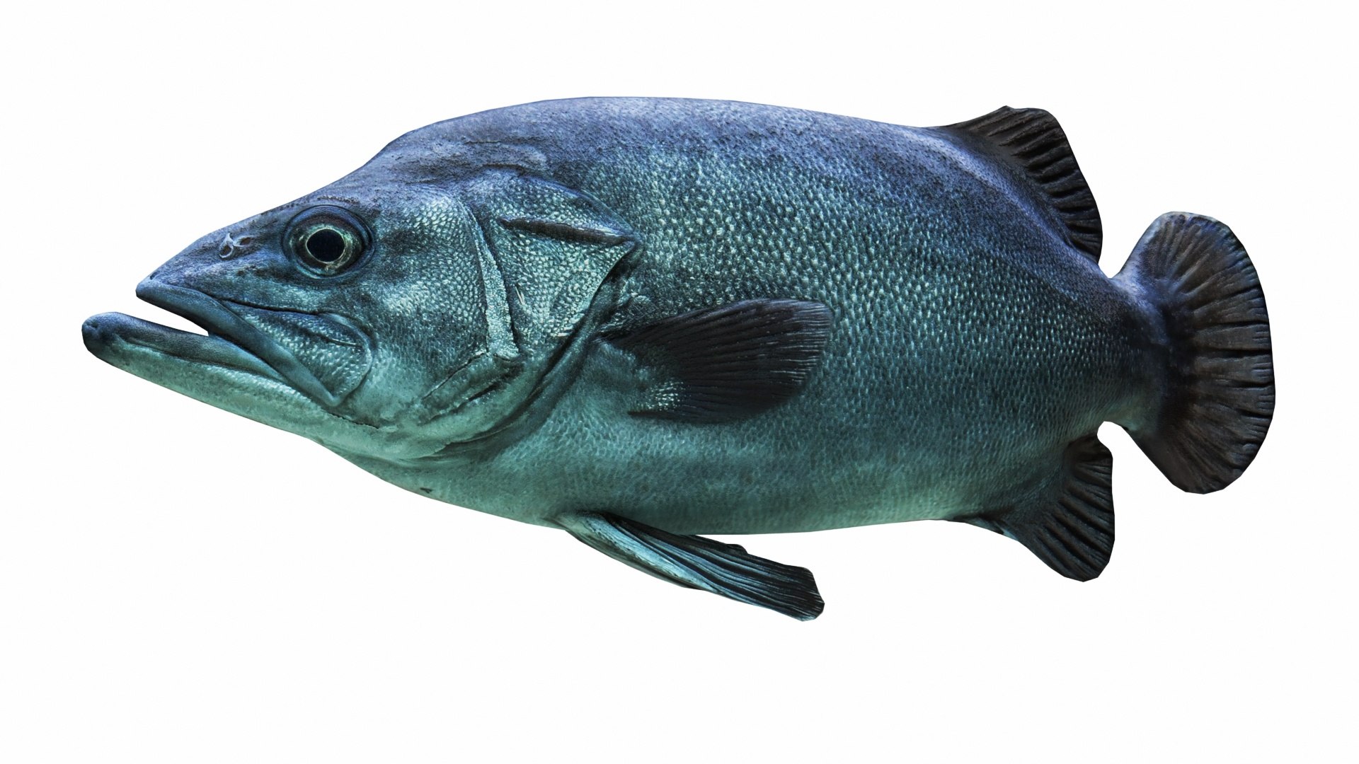 Fish Collection 3D https://p.turbosquid.com/ts-thumb/dv/0k8RlX/Ia/images0_view03/jpg/1630990045/1920x1080/fit_q87/2b733639e89318f41949d68b9d53484977351c89/images0_view03.jpg