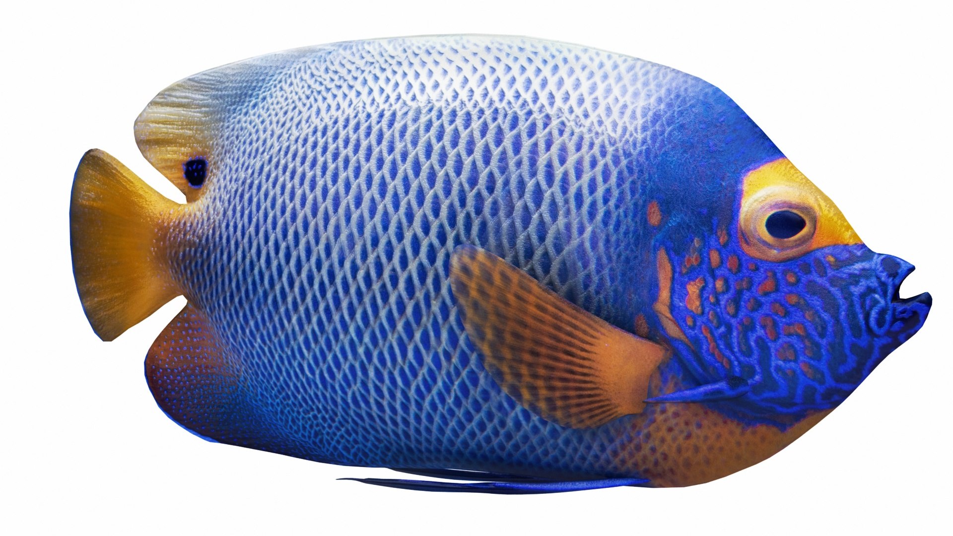 Fish Collection 3D https://p.turbosquid.com/ts-thumb/dv/0k8RlX/NA/emperorangelfish6/jpg/1630990217/1920x1080/fit_q87/61645aee3cfac879fdc485000ed34eca59799b48/emperorangelfish6.jpg