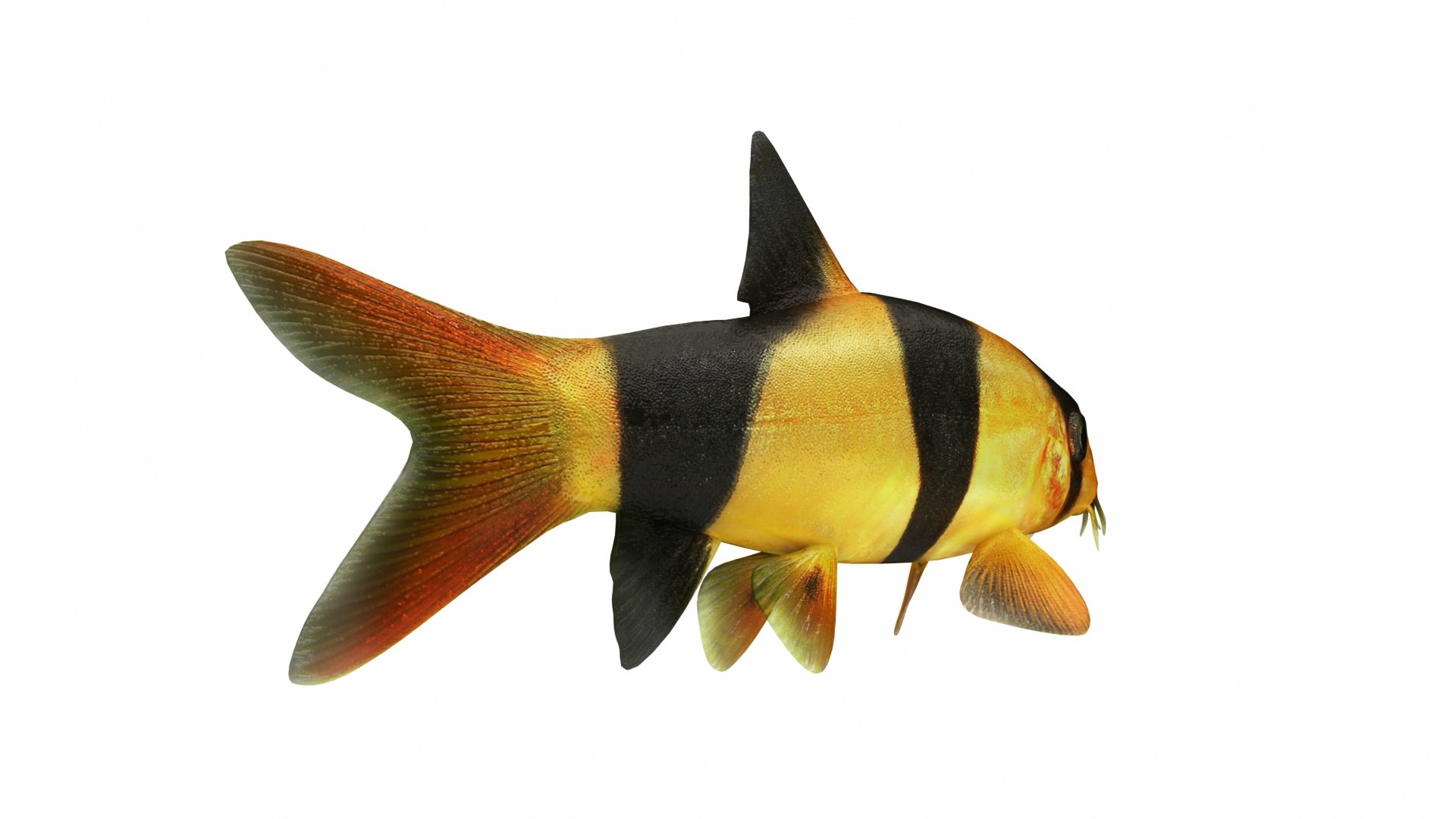 Fish Collection 3D https://p.turbosquid.com/ts-thumb/dv/0k8RlX/P2/clownloach3/jpg/1630989924/1920x1080/fit_q87/84ef3eef007af9c689325e1744505b241cb340e0/clownloach3.jpg