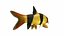 Fish Collection