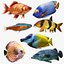 Fish Collection