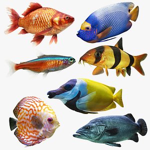 Fish Collection