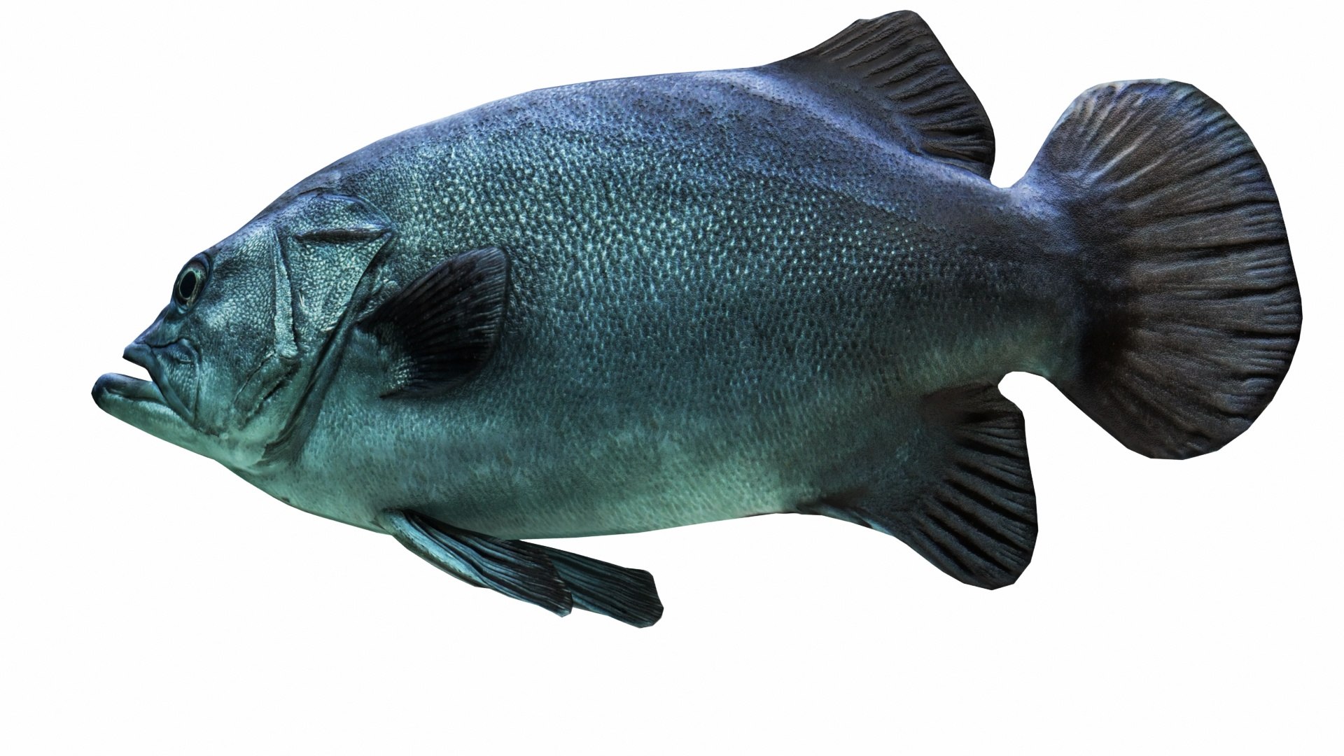 Fish Collection 3D https://p.turbosquid.com/ts-thumb/dv/0k8RlX/X6/images0_view04/jpg/1630990049/1920x1080/fit_q87/763a298c7a122d9b7ab673a5b103cd54b7fdc256/images0_view04.jpg