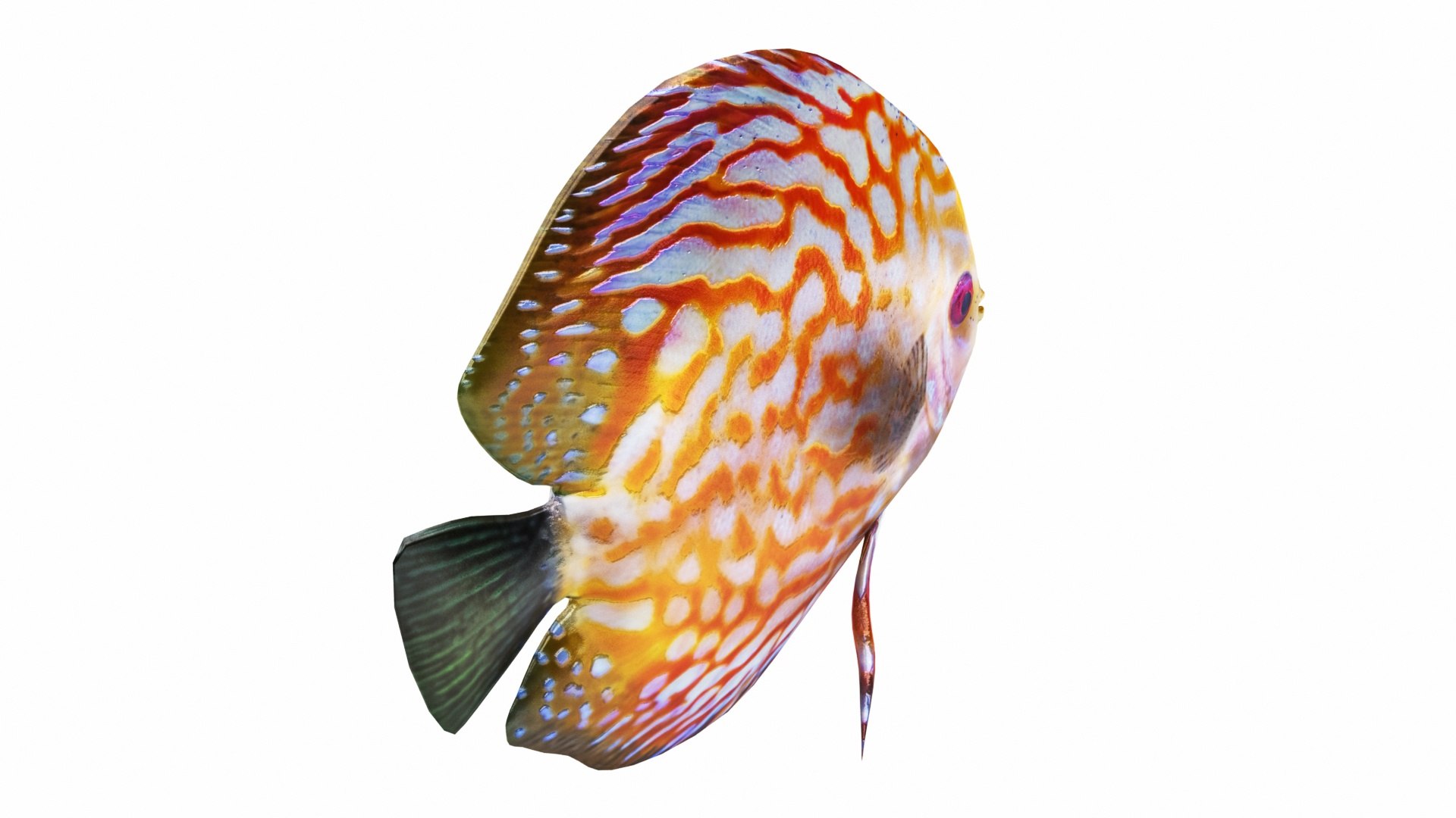 Fish Collection 3D https://p.turbosquid.com/ts-thumb/dv/0k8RlX/XP/02/jpg/1630990035/1920x1080/fit_q87/1337b8d471d84f0e4b76821137847d7c2603b144/02.jpg