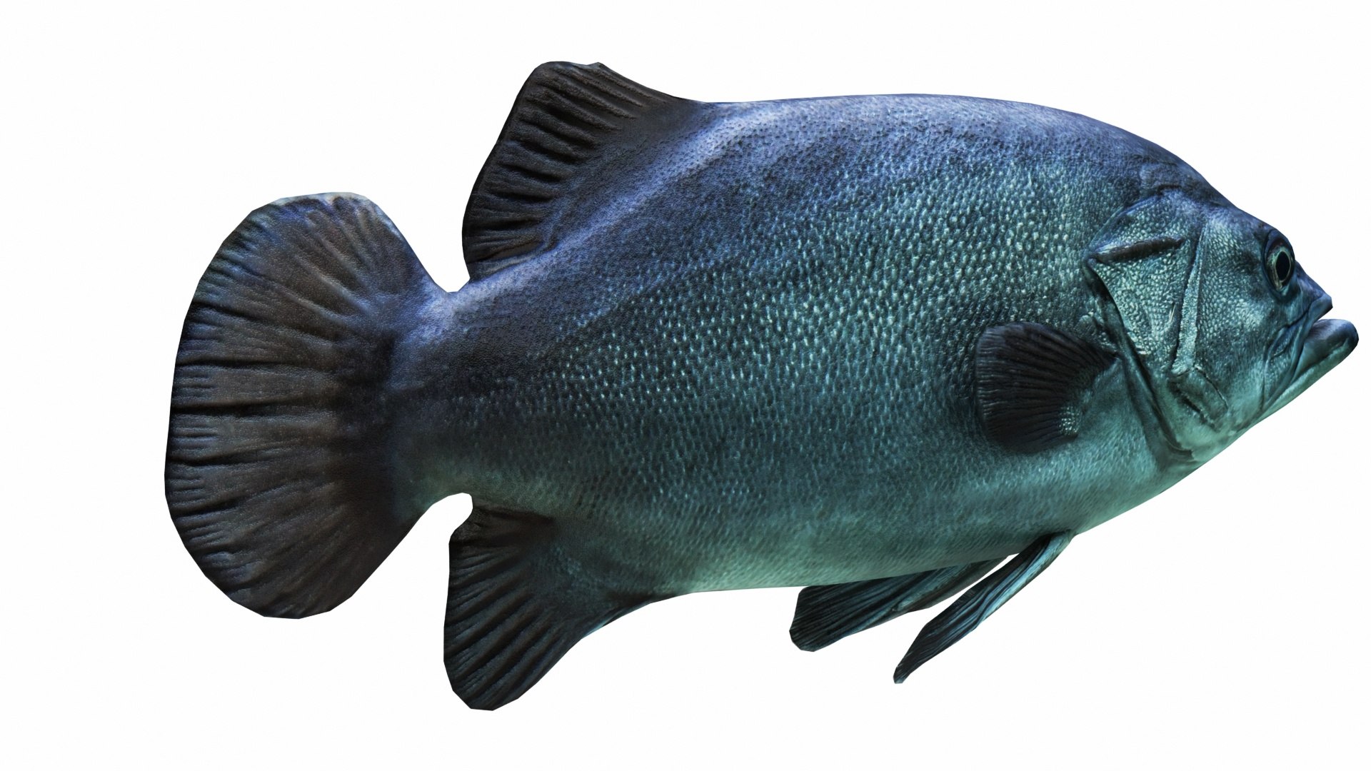 Fish Collection 3D https://p.turbosquid.com/ts-thumb/dv/0k8RlX/YN/images0_view02/jpg/1630990053/1920x1080/fit_q87/8a2adb1ed1ec784622d80a2b08166658530d9495/images0_view02.jpg