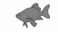 Fish Collection