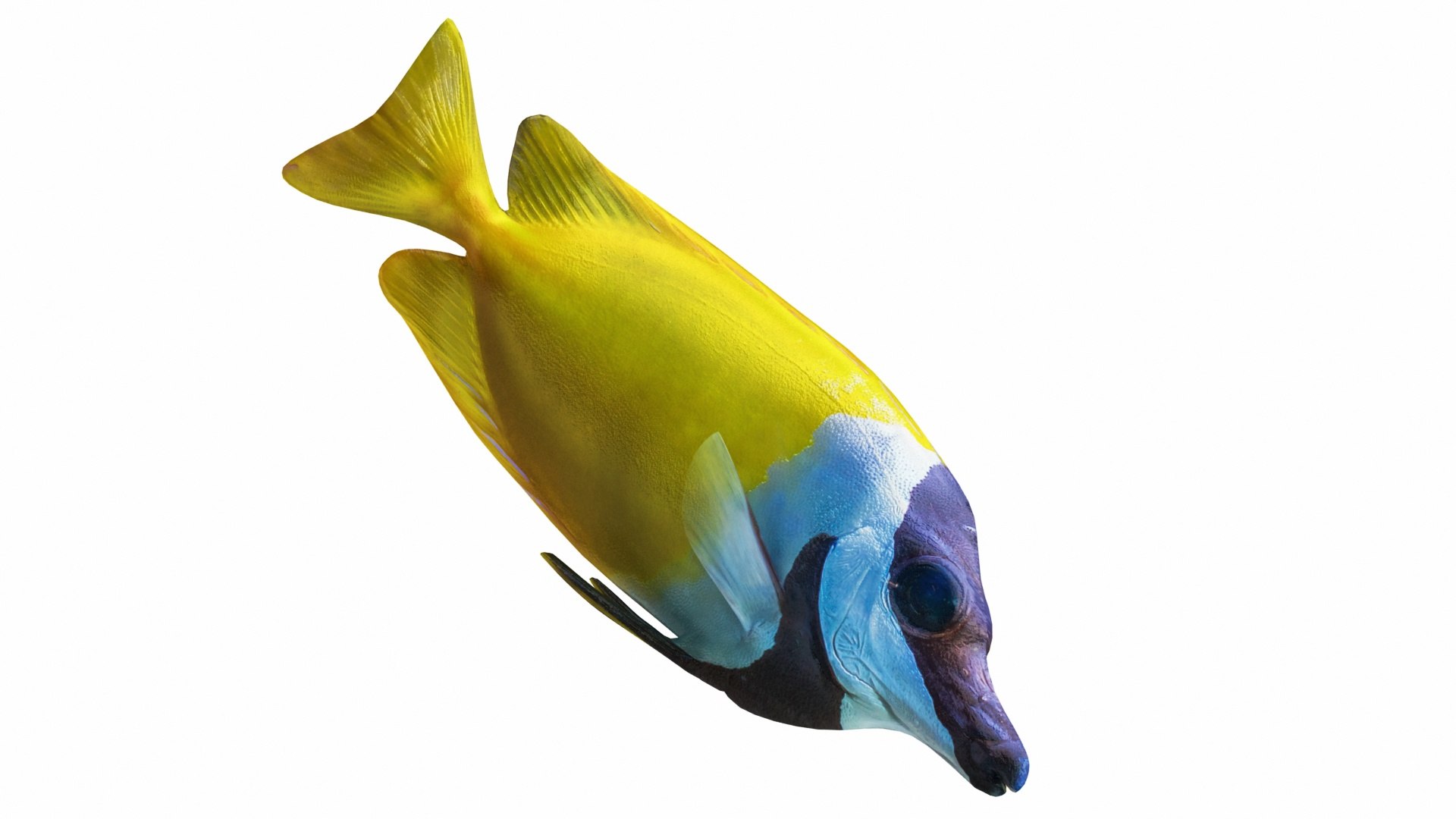 Fish Collection 3D https://p.turbosquid.com/ts-thumb/dv/0k8RlX/Zx/siganusvulpinus6/jpg/1630990161/1920x1080/fit_q87/704cc2cc73eb334dc4e1c057de6f688cf18432b7/siganusvulpinus6.jpg