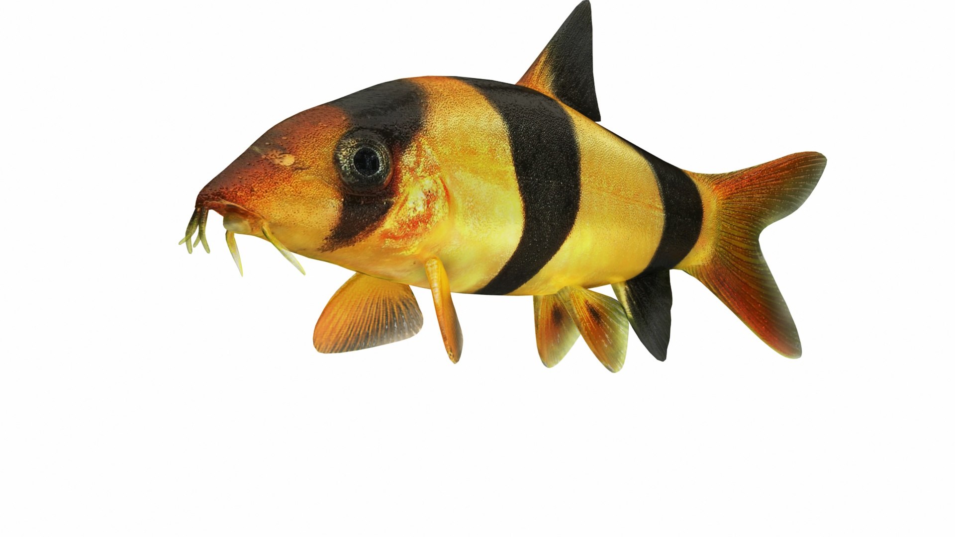 Fish Collection 3D https://p.turbosquid.com/ts-thumb/dv/0k8RlX/ft/clownloach4/jpg/1630989922/1920x1080/fit_q87/13dd6166de1fcb90976aaf438a83121f83717c58/clownloach4.jpg