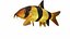 Fish Collection