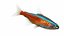 Fish Collection