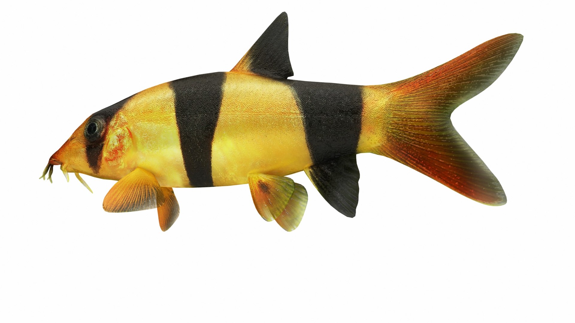 Fish Collection 3D https://p.turbosquid.com/ts-thumb/dv/0k8RlX/k5/clownloach5/jpg/1630989925/1920x1080/fit_q87/8212ac89009ad7b256d2c01e06b83520f5797863/clownloach5.jpg