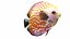 Fish Collection