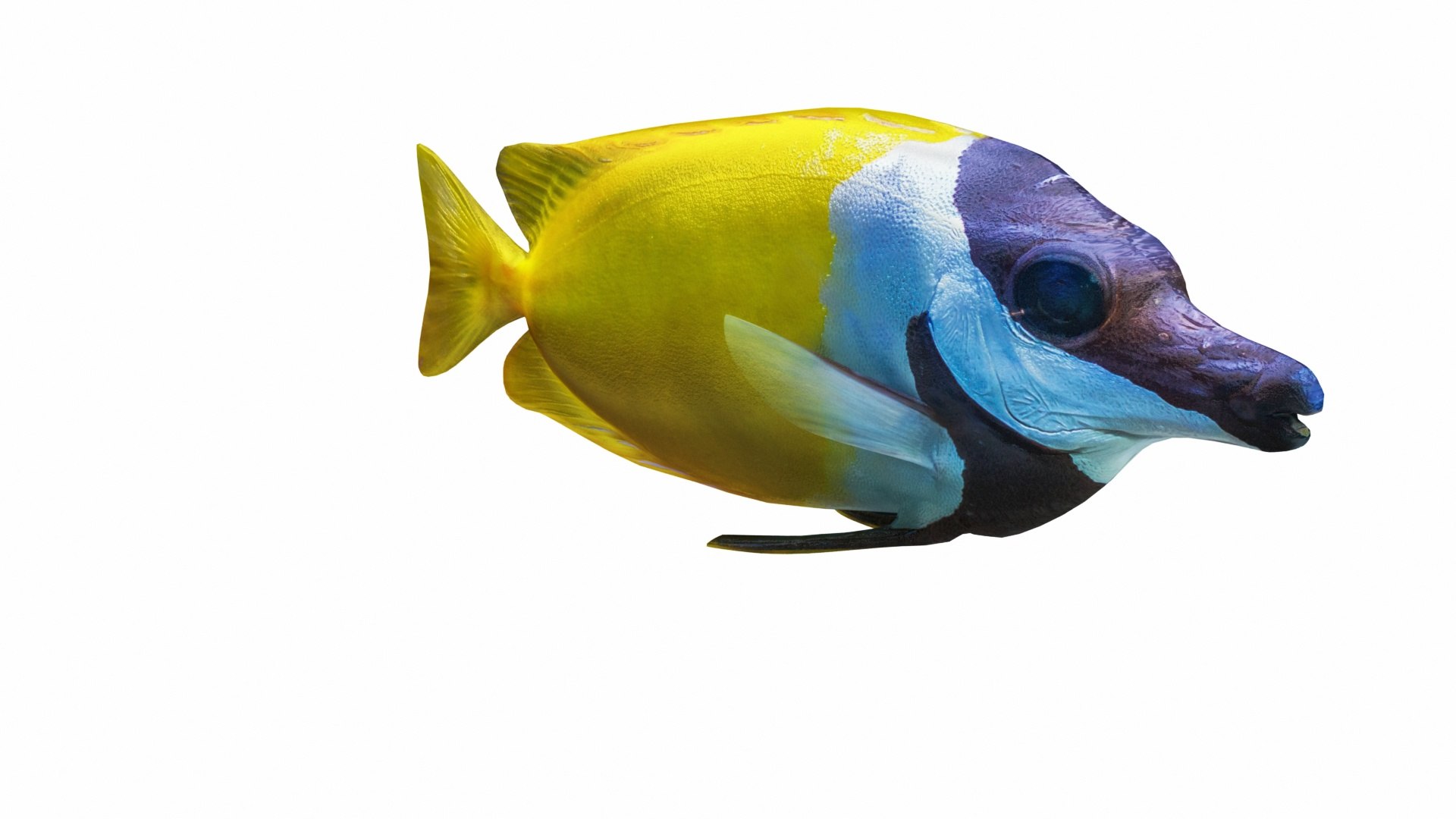 Fish Collection 3D https://p.turbosquid.com/ts-thumb/dv/0k8RlX/zC/siganusvulpinus5/jpg/1630990163/1920x1080/fit_q87/a28e5c7b7b0eccf86345192dc86758f26f1cc3d6/siganusvulpinus5.jpg