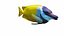Fish Collection