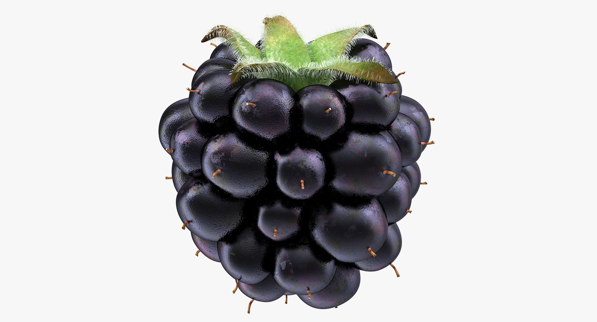 Blackberry with Fur 3D model preview