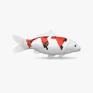 3D koi fish model